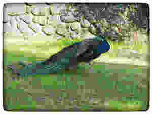 כנסיית שניים עשר השליחים