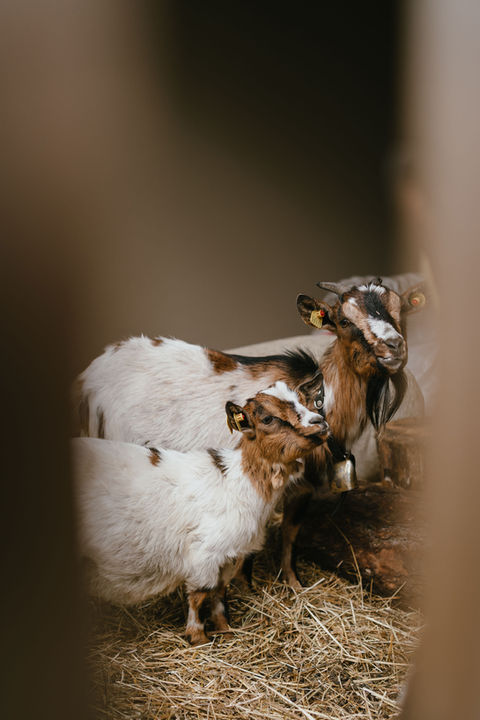 Familienurlaub bei O'Mama Family Time im Pustertal