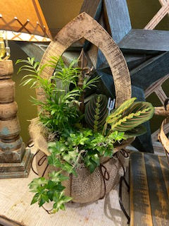 Thumbnail: Plant- Dish Garden