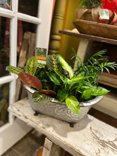 Thumbnail: Plant- Dish Garden