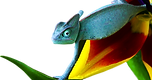Bright Chameleon 