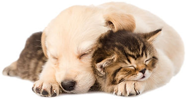 sandholevets-puppy-kitten-1.jpg