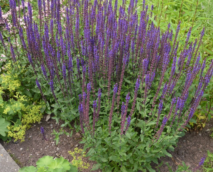 Salvia perennial plant