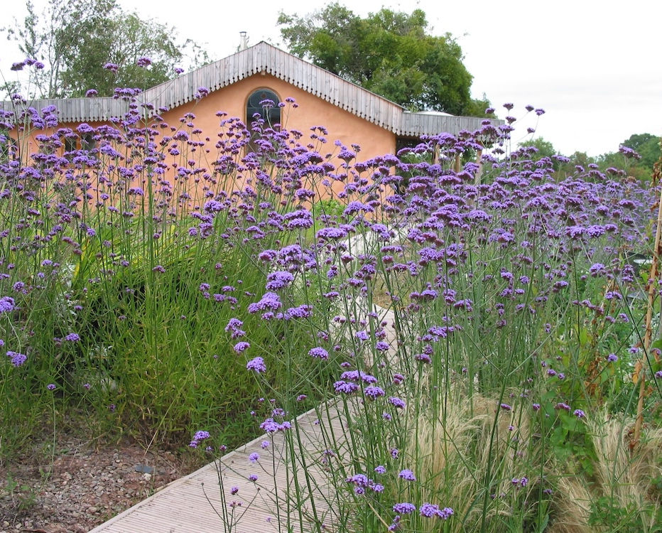 Verbena perennial plant