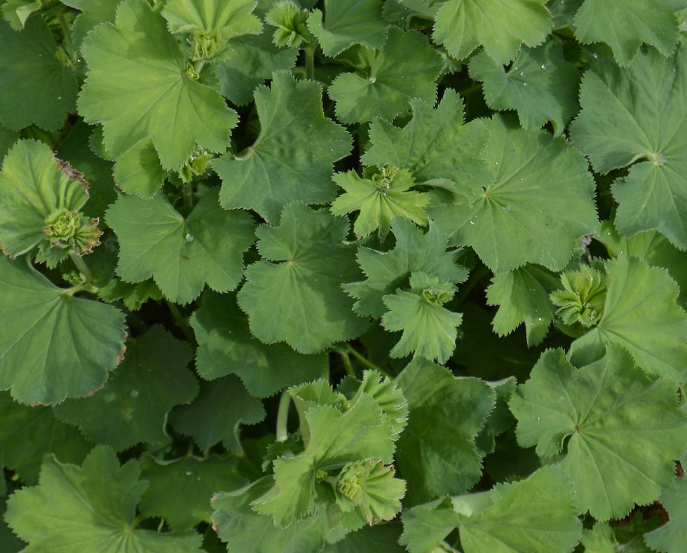 Alchemilla perennial plant