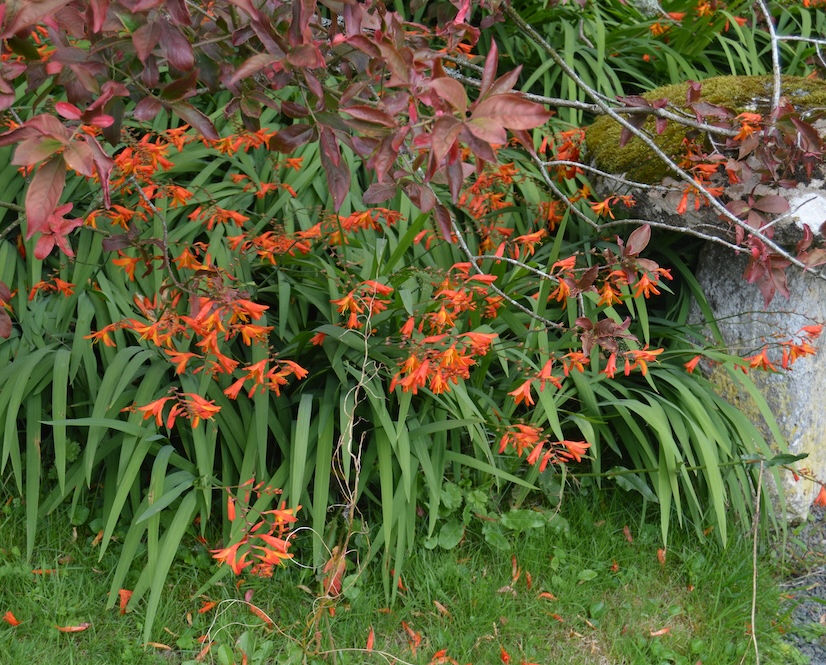 Crocosmia perennial plant