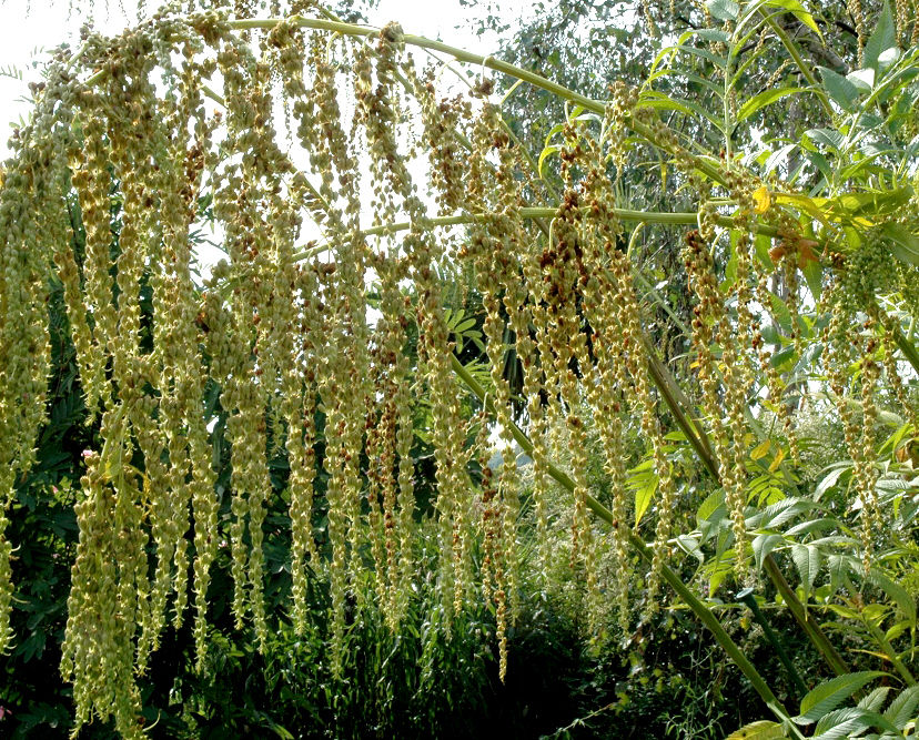 Datisca perennial plant