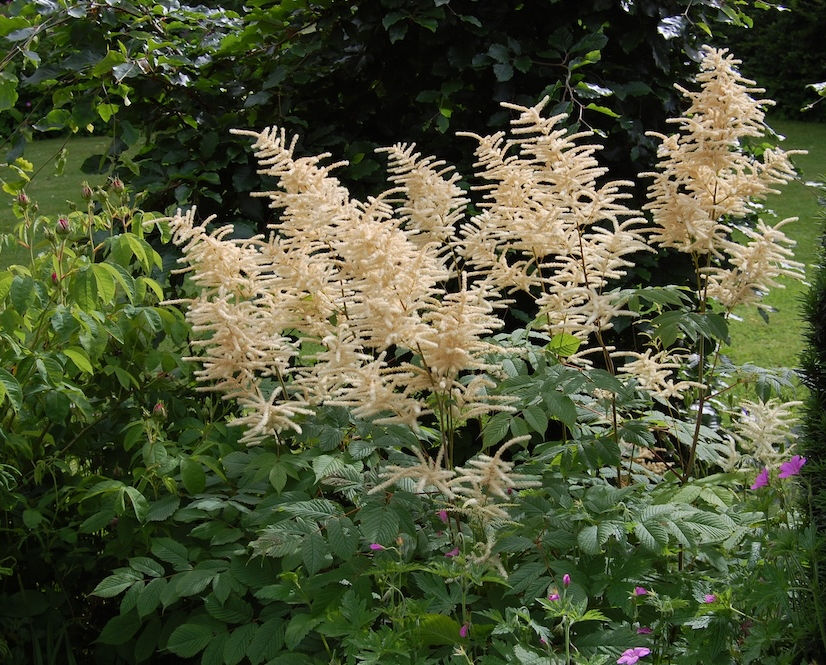 Aruncus perennial plant