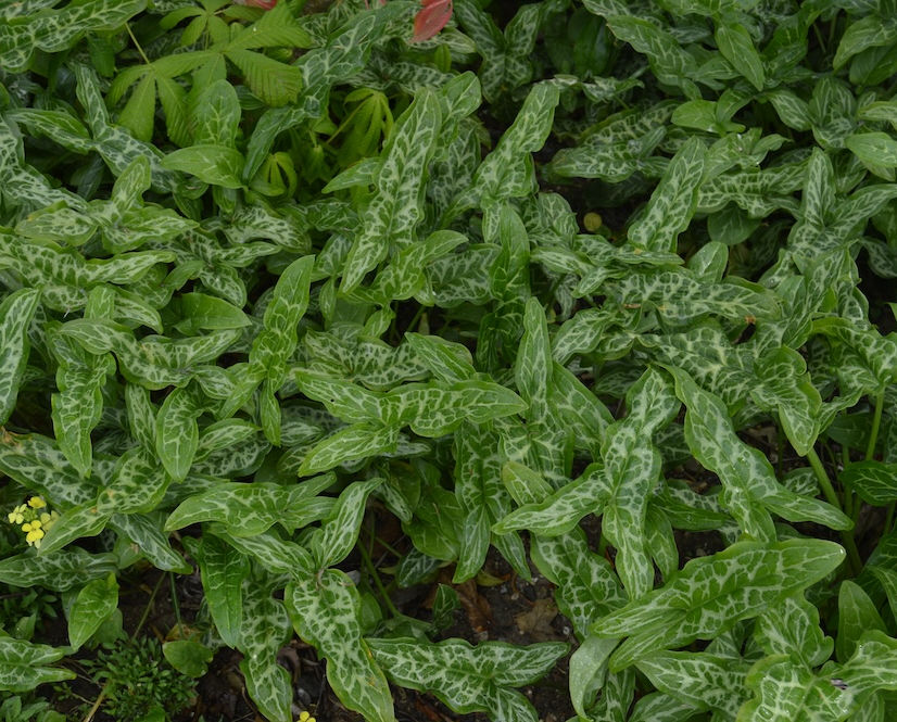 Arum perennial plant