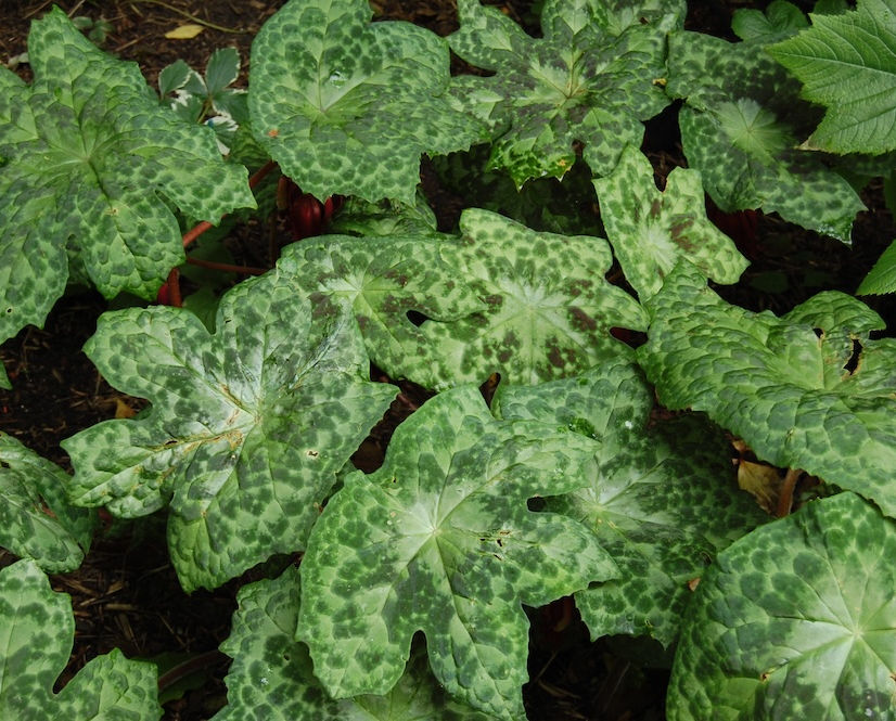 Podophyllum perennial plant