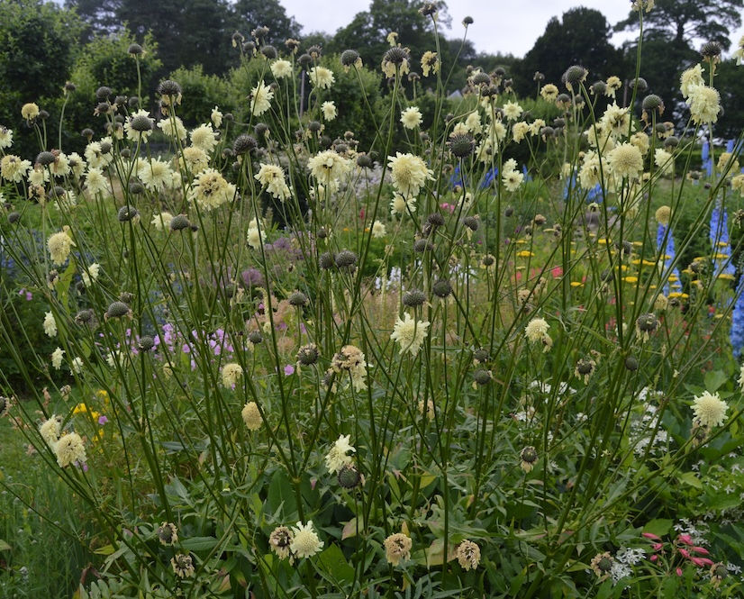 Cephalaria perennial plant