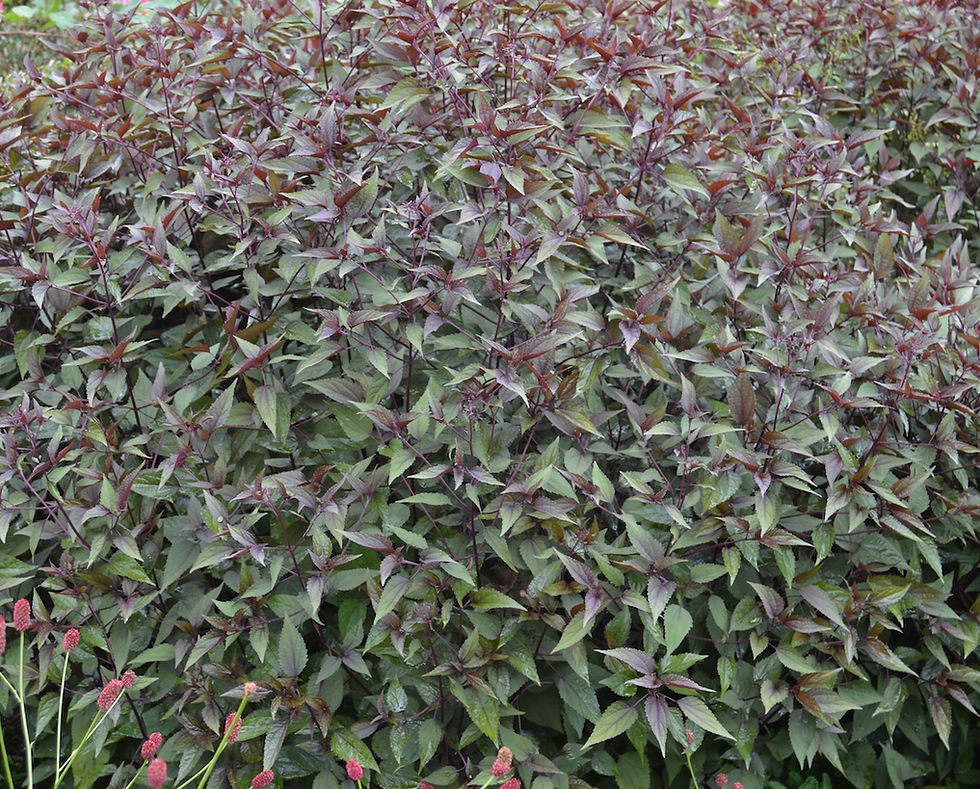 Ageratina perennial plant