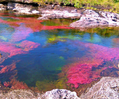 Cano-cristales-colombia-tours-macarena-meta-rainbow-river-llanos-colombian-10-1024x767.jpg