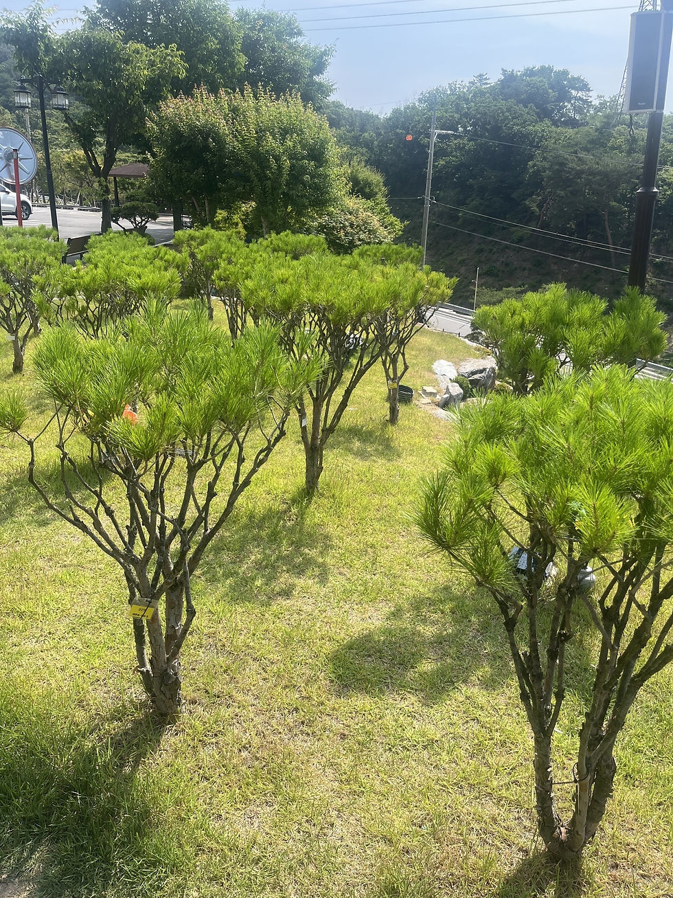 양주수목장/동두천수목장/연천수목장/의정부수목장/일산수목장/양주수목장가격/서울인근수목장/경기도수목장/남양주수목장/양주추모공원/경기도추모공원/남양주추모공원/포천수목장/서울근교수목장/연천수목장/포천추모공원/연천추모공원/구리수목장/양평장지