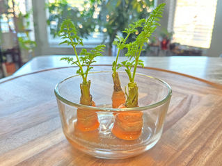 Kitchen Scrap Gardening