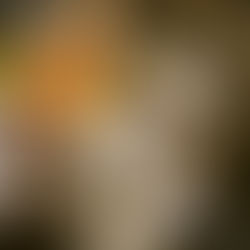 Portuguese Clams (Amêijoas à Bulhão Pato)