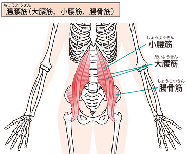 大腰筋イラスト.png