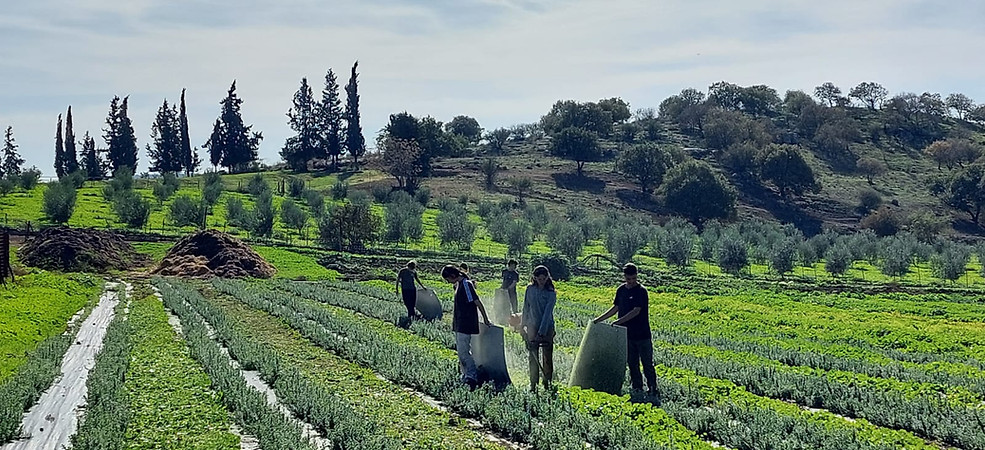 אנשים עובדים בשדה לבנדר