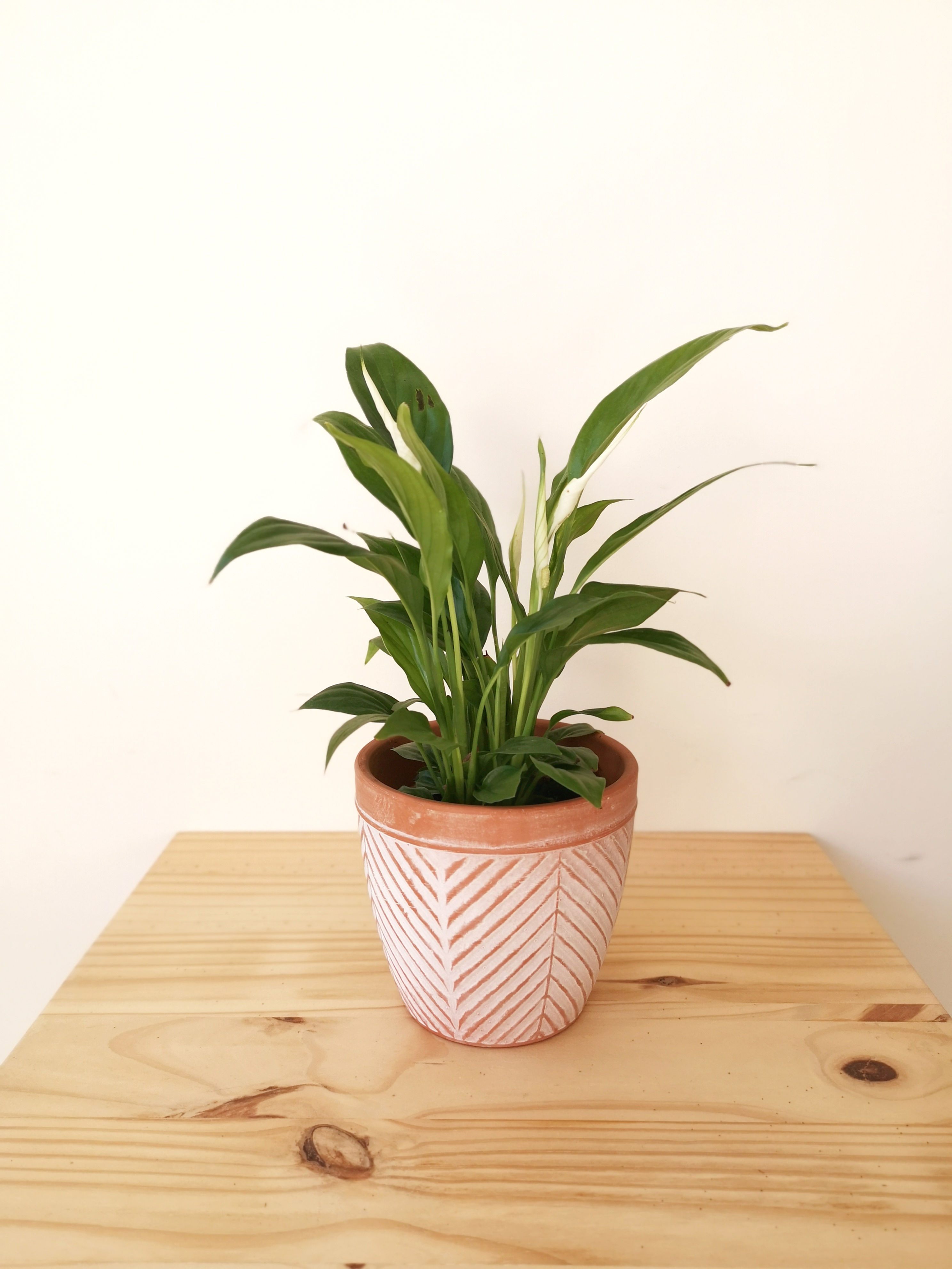 Spatifilium o Lirio de la paz chico (sin maceta)