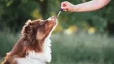 CBD for Dogs Canada
