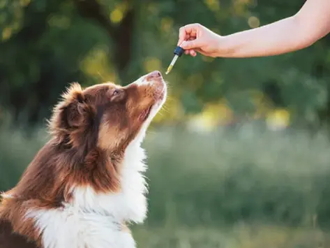 CBD for Dogs Canada