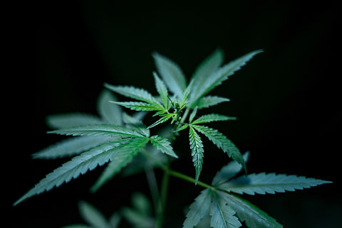 marijuana leaves and blossom.jpg