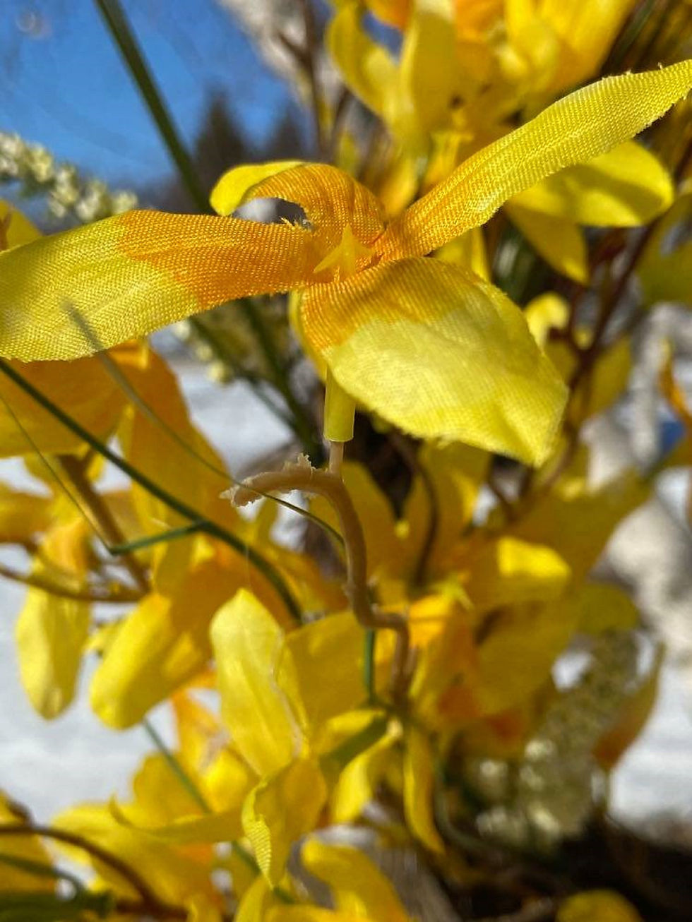 Thumbnail: Forsythia Fantastic Wreath