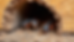Close-up view of carpenter ant nest inside wooden wall cavity