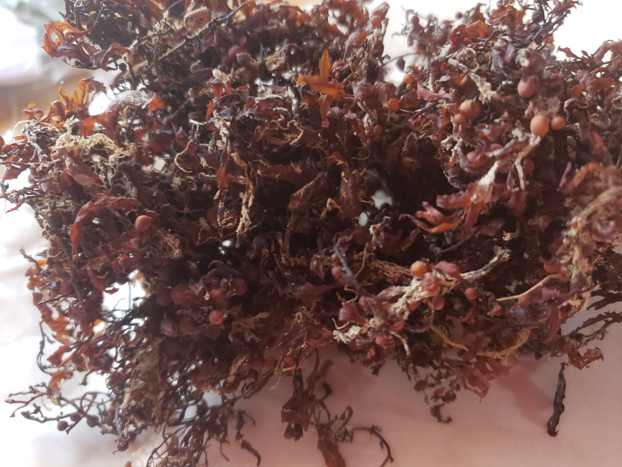 Bladderwrack Powder