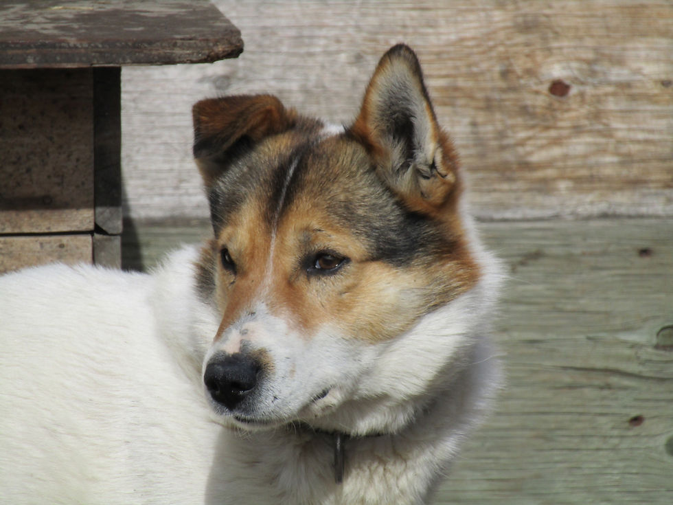 Spud the husky