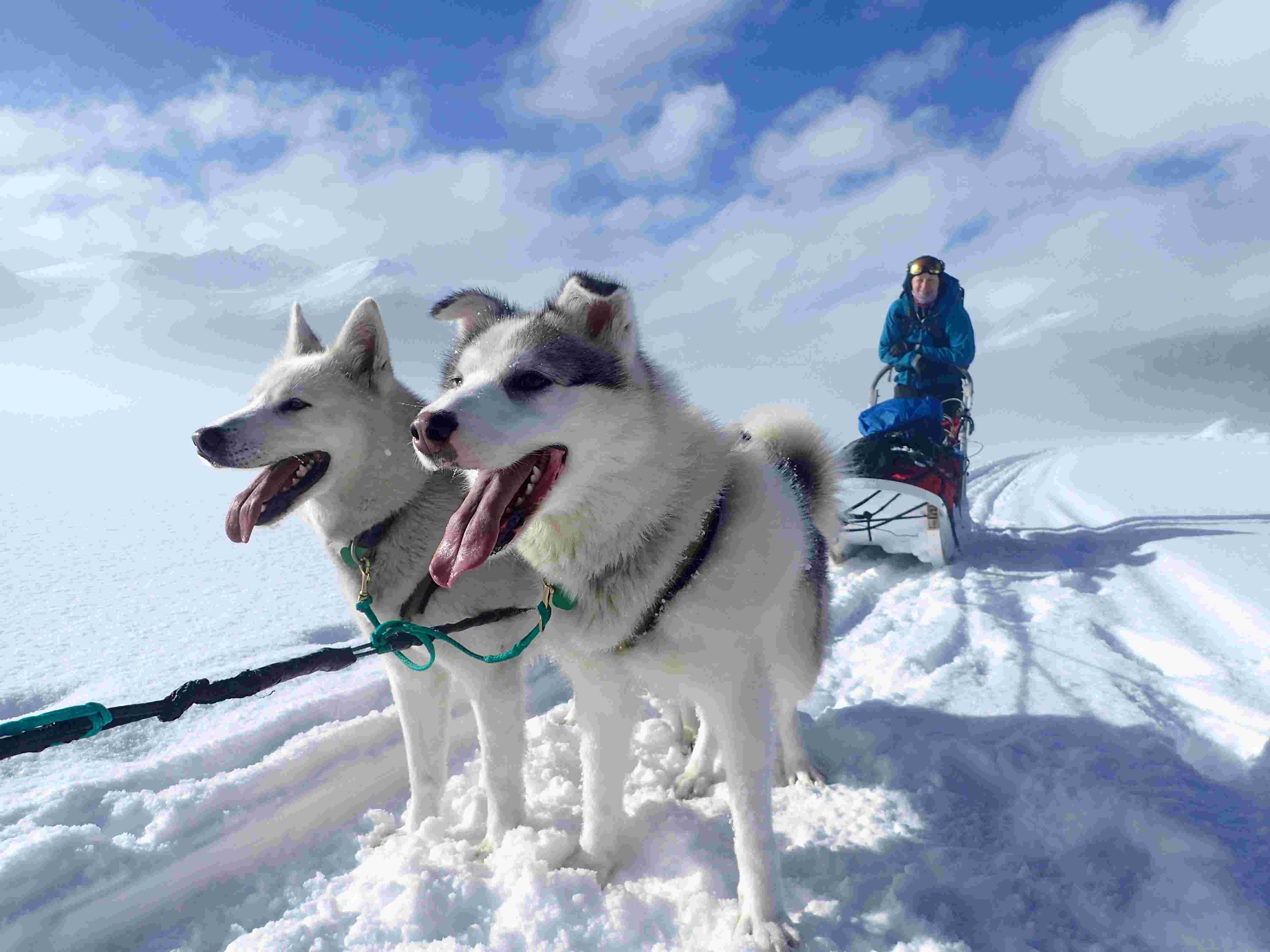Yukon Winter Adventure ToursKlondikeCanadaBoreal Kennels