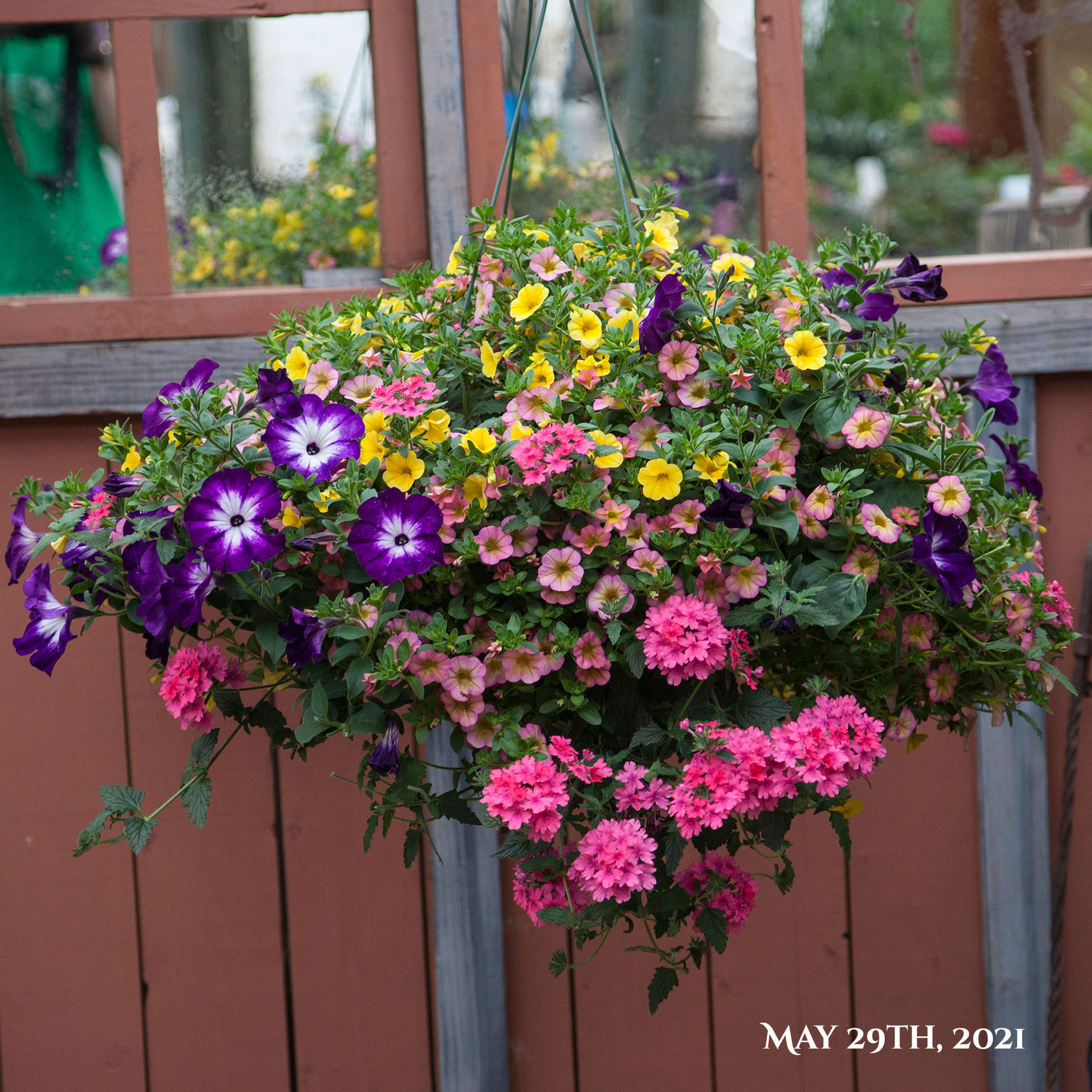Recipe #6, 12" Sun Hanging Basket