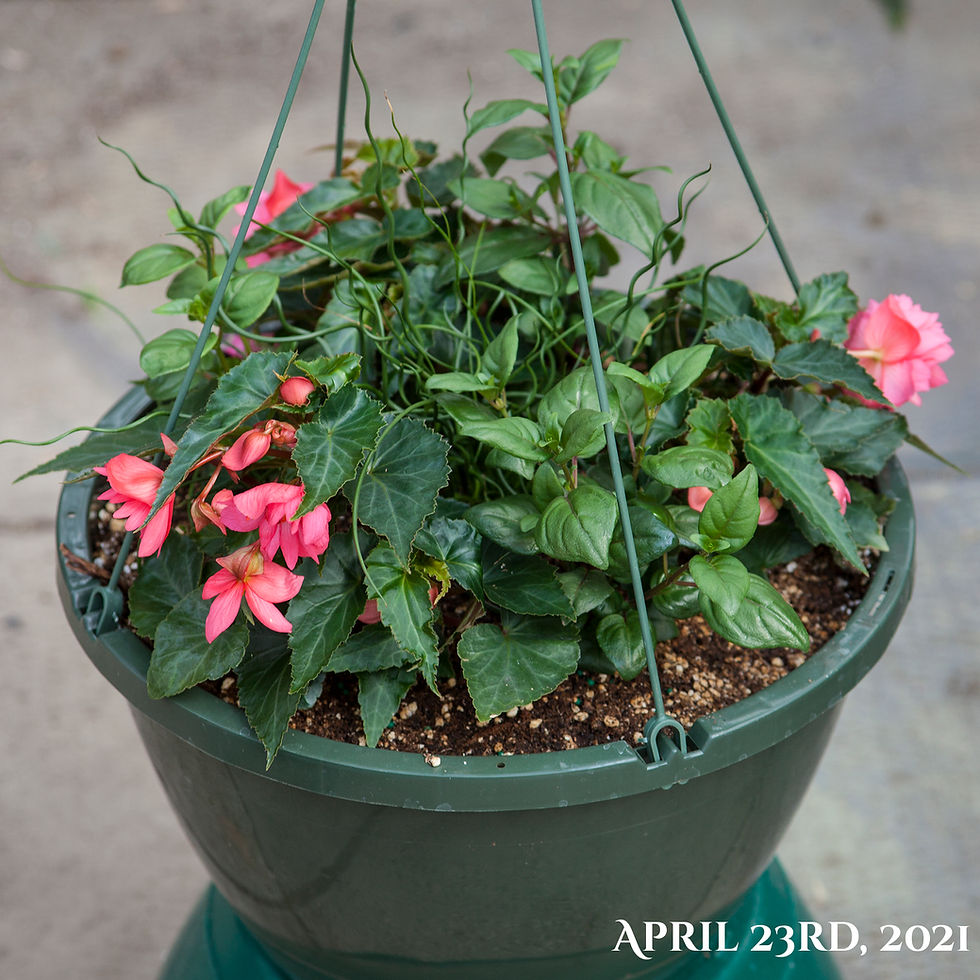 Thumbnail: Recipe S12, 12" Shade Hanging Basket