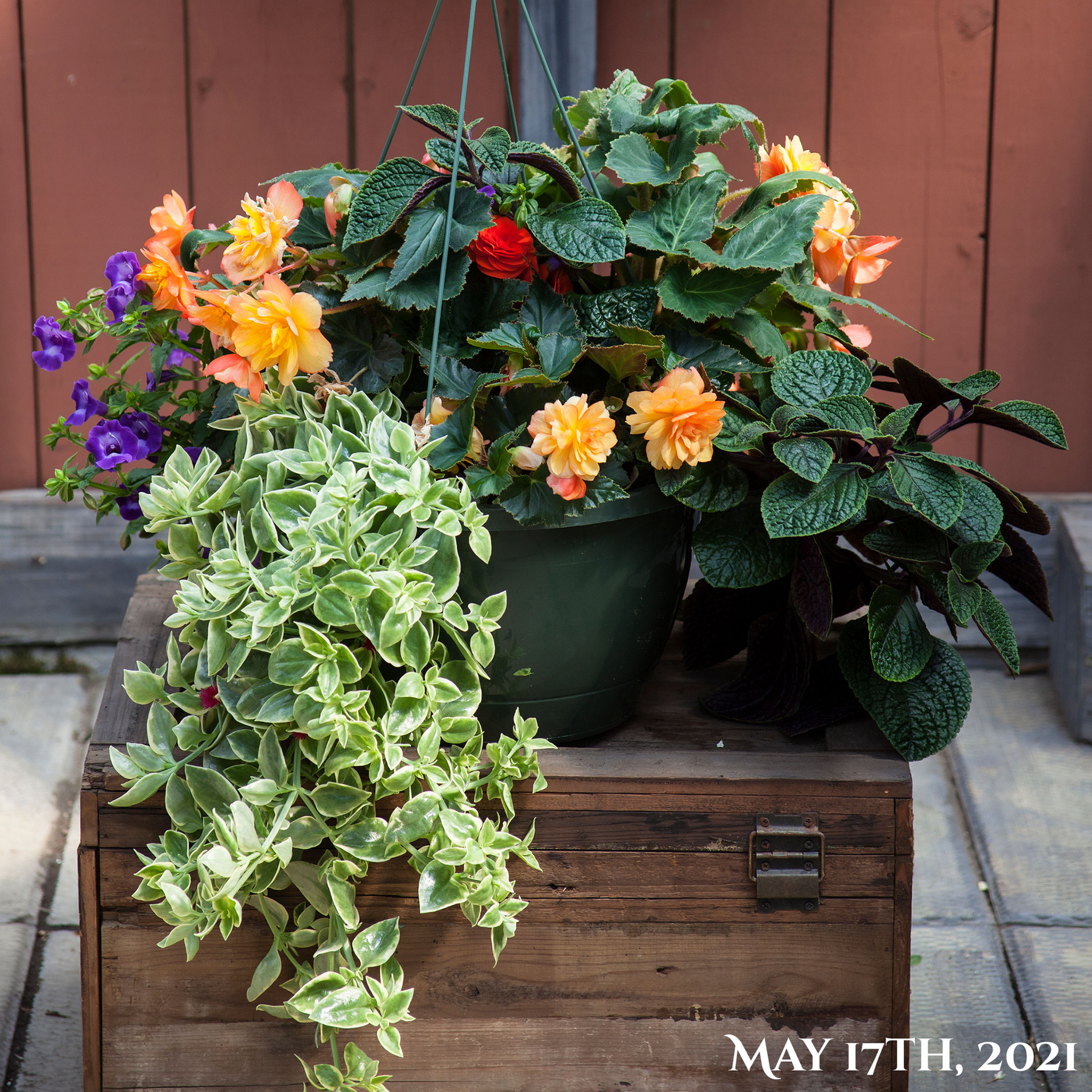 Recipe S6, 12" Shade Hanging Basket