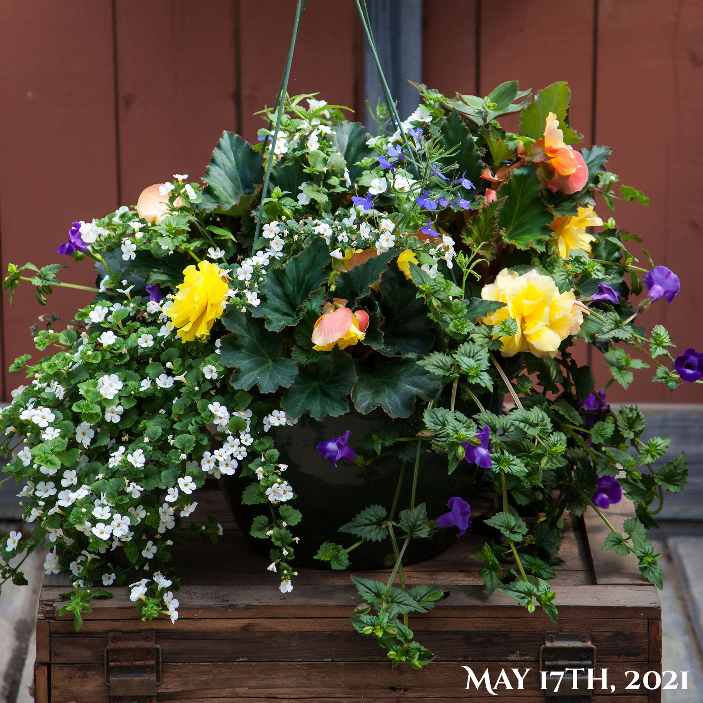 Recipe S1, 12" Shade Hanging Basket