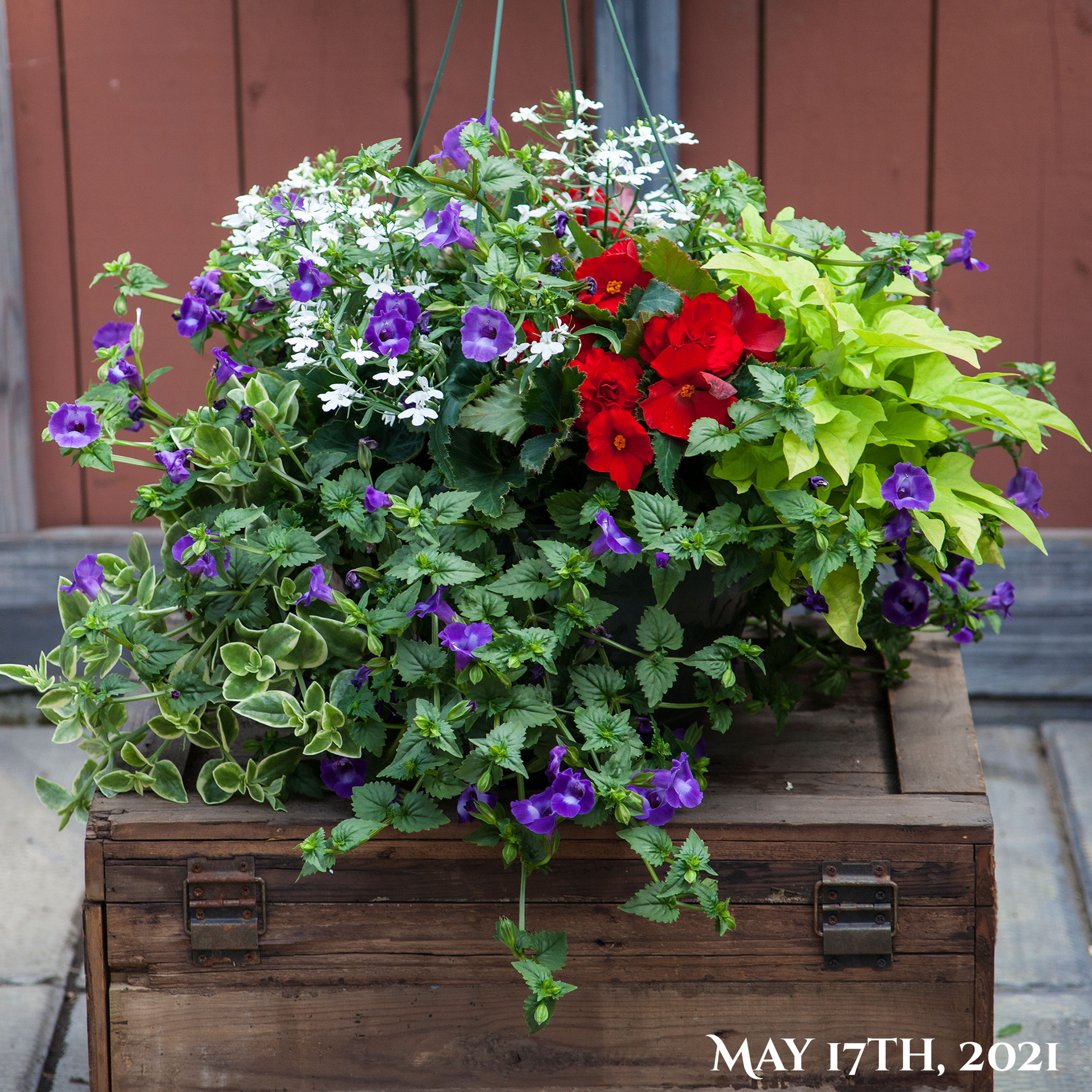 Recipe S4, 12" Shade Hanging Basket