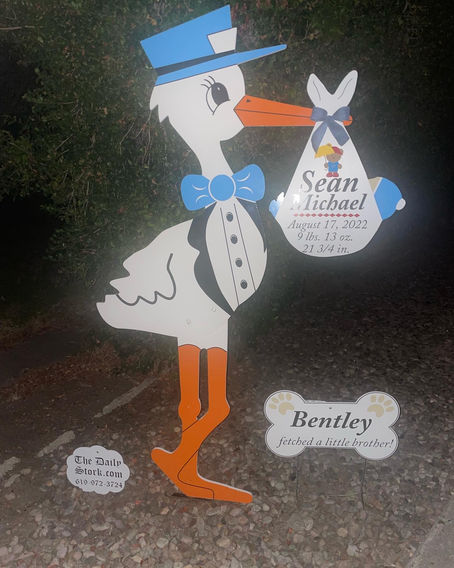 The Daily Stork • 619-972-3724 • San Diego, Ca • Boy Stork Yard Sign Rental