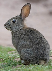 brush rabbit 2.jpg