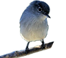 CA Gnatcher 4.png