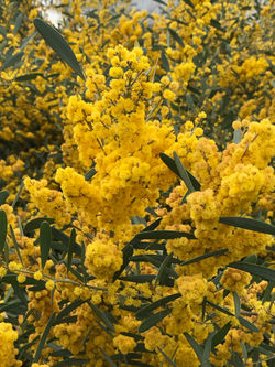 Yellow flowering shrub at RJ
