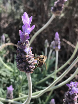 Bee on Lavender