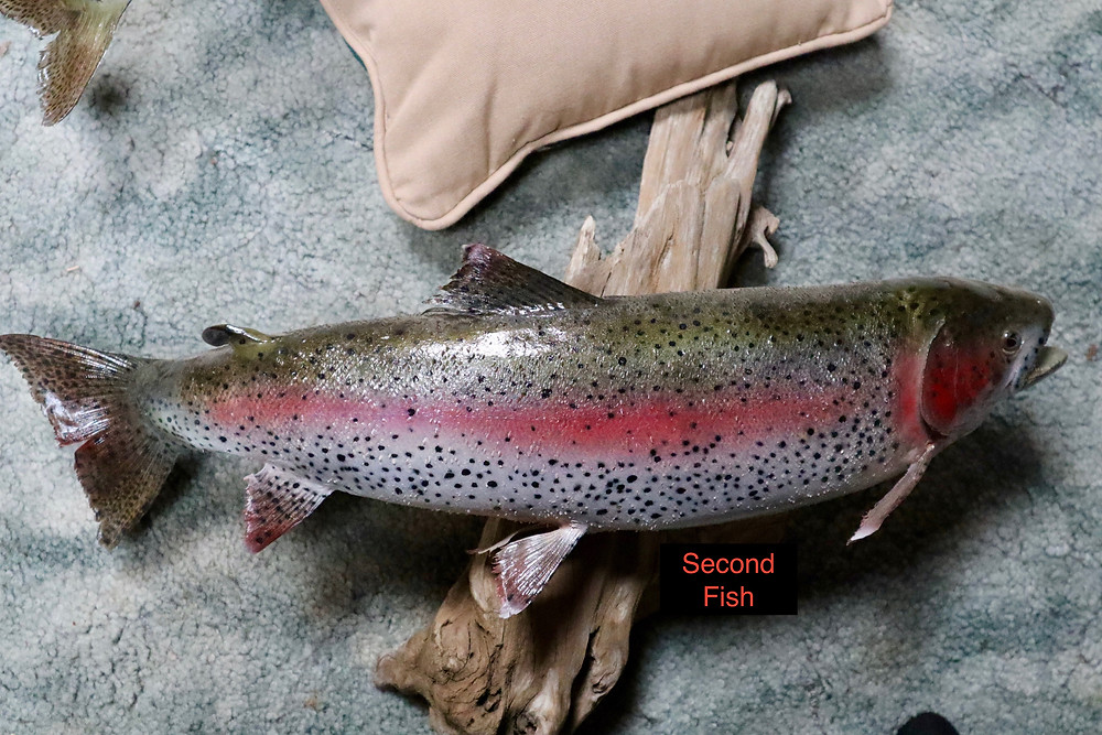 Diy Rainbow Trout Taxidermy And Mount