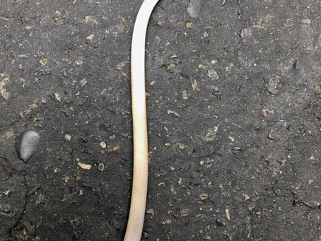 How To: Animal Bone Swizzle Stick and Toothpick