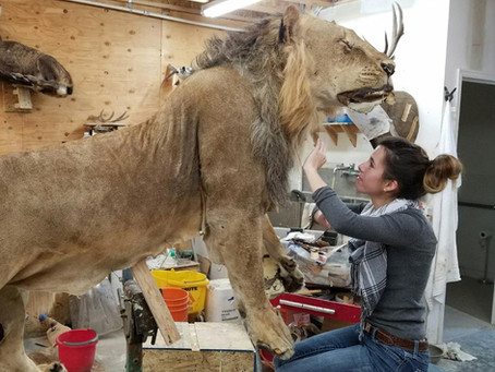 Women in Taxidermy: Interview with Michelle Bennett, the Tiny Taxidermist