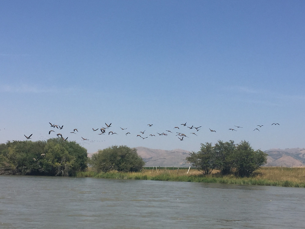 Geese on Bear River