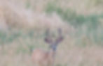 Deer with Cutaneous Fibromas