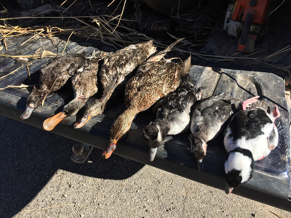 Variety of ducks