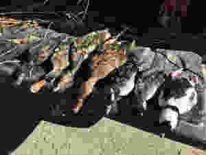 Variety of ducks