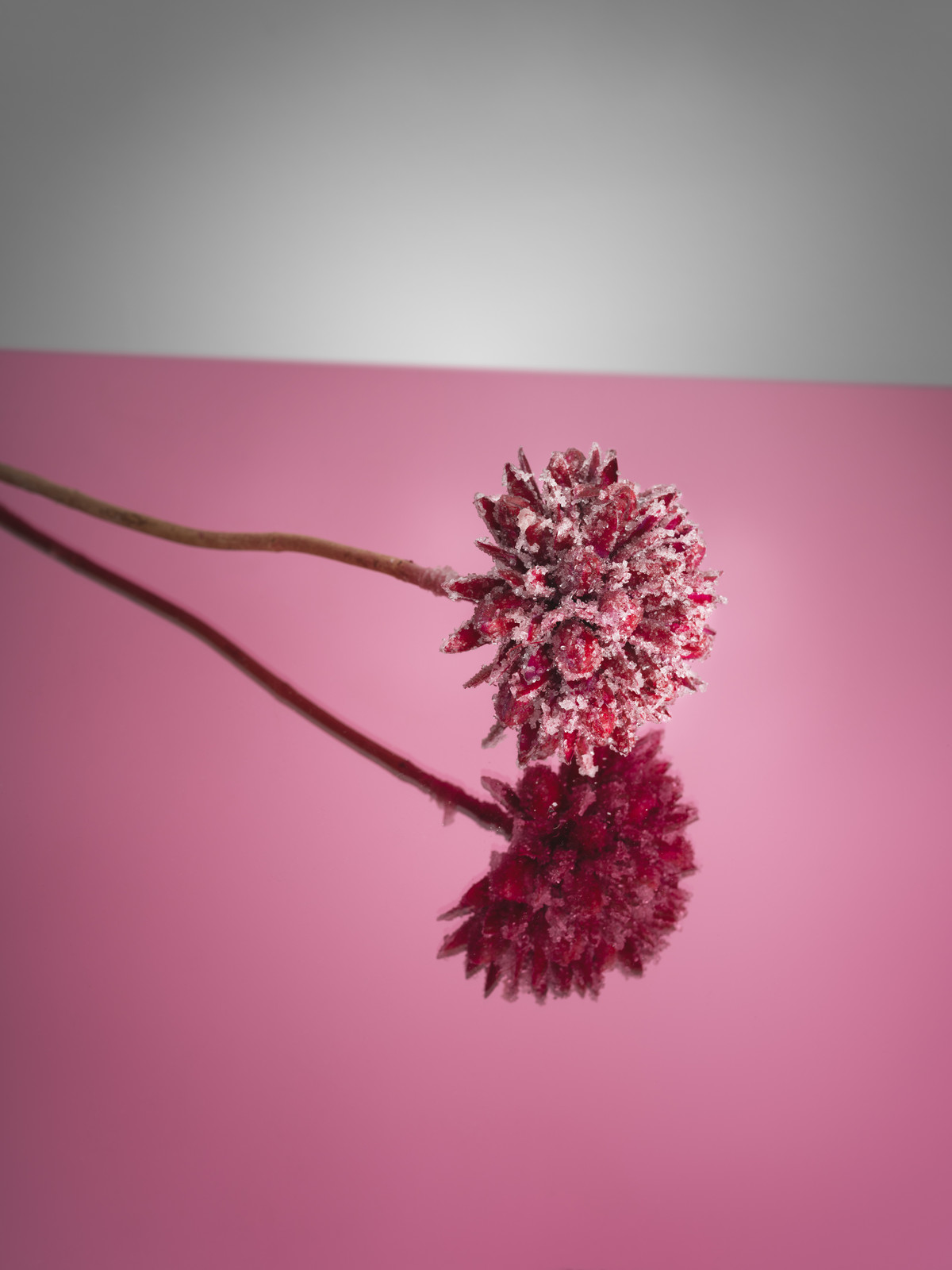 Sugar Coated Flower