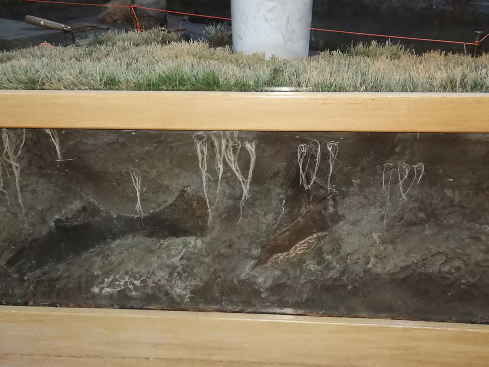 SnakeRiverExhibit RootsFossilsGrass1